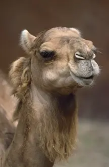 Camelus Prints: Picture No. 10849517