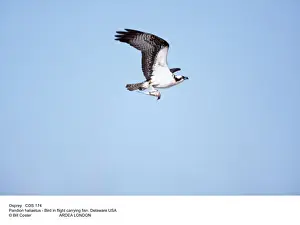 Ospreys Prints: Picture No. 10849545