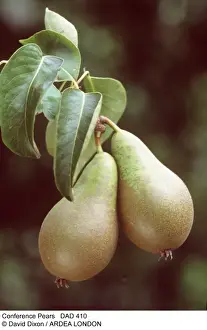 Pear Prints: Picture No. 10849587
