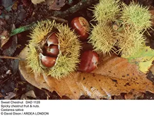 Nuts Prints: Picture No. 10849665
