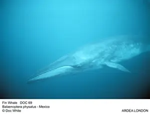 Balaenoptera Prints: Picture No. 10849902
