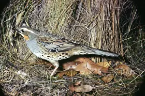 Thrush Prints: Picture No. 10850117