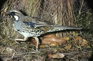 Thrush Prints: Picture No. 10850118
