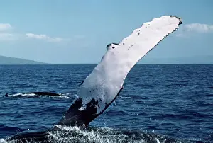 Flipper Prints: Picture No. 10850141
