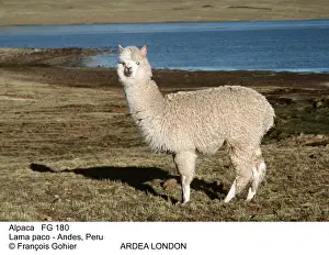 Lama Prints: Picture No. 10850193