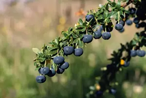 Berries Prints: Picture No. 10850254