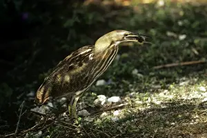 Bittern Prints: Picture No. 10850392