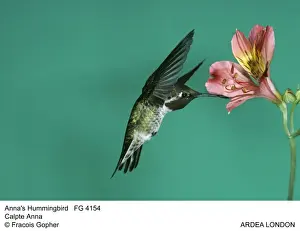 Annas Prints: Picture No. 10850480