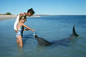Tursiops Prints: Picture No. 10850575
