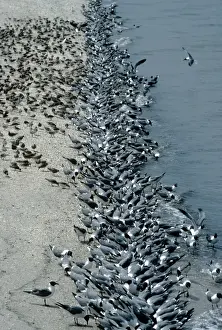 Gulls Prints: Picture No. 10850596