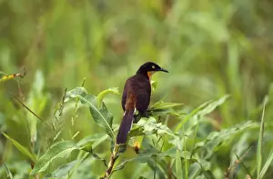 Thrush Prints: Picture No. 10850865
