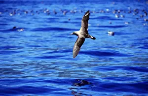 Diomedea Prints: Picture No. 10850881