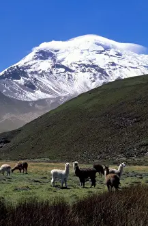 Llamas Prints: Picture No. 10850909