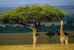 Masai Prints: Picture No. 10851095