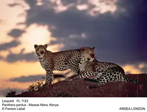 Leopards Prints: Picture No. 10851097