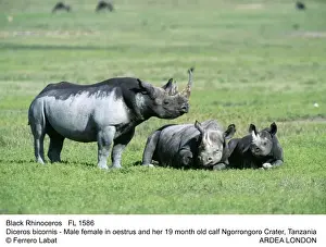 Rhinos Prints: Picture No. 10851101