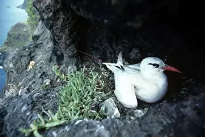 Tropicbird Prints: Picture No. 10851186