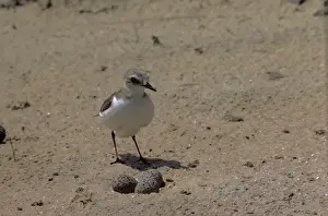 Plover Prints: Picture No. 10851282