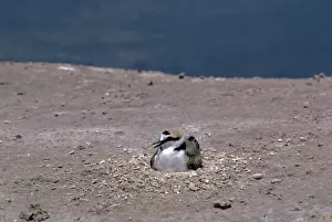 Plover Prints: Picture No. 10851289