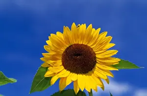 Picture No. 10851351