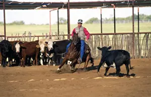 Herding Prints: Picture No. 10851433
