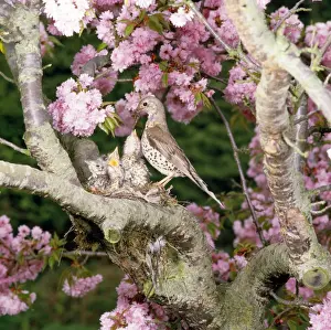 Turdus Prints: Picture No. 10851548