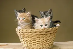 Basket Prints: Picture No. 10851675