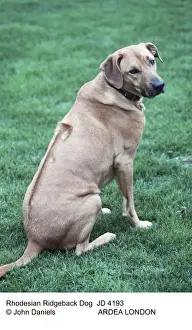 Ridgeback Prints: Picture No. 10851689