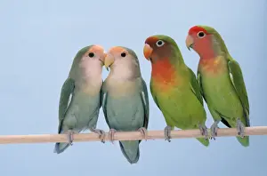 Parrots Prints: Picture No. 10851695