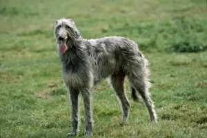Deerhounds Prints: Picture No. 10851702