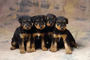 Airedale Prints: Picture No. 10851719