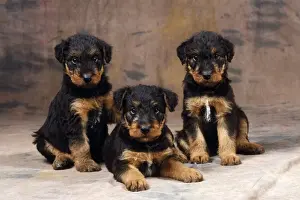 Airedale Prints: Picture No. 10851721