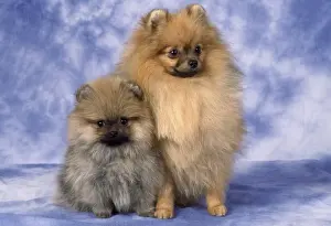 Pekingese Prints: Picture No. 10851726