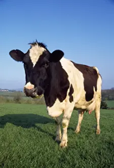 Pasture Prints: Picture No. 10851728