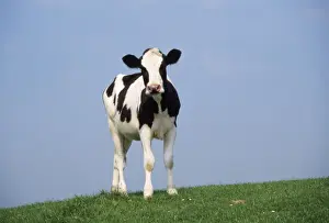 Pasture Prints: Picture No. 10851747