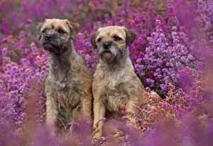 Heather Prints: Picture No. 10851750
