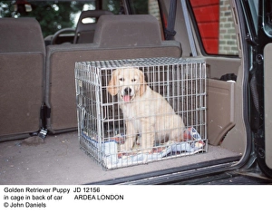 Cage Collection: Picture No. 10851757