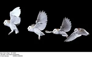 Tyto Prints: Picture No. 10851782