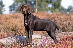 Pointer Prints: Picture No. 10851784