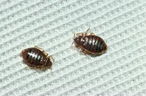 Pest Prints: Picture No. 10851900