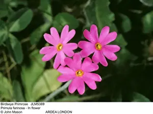 Primrose Prints: Picture No. 10851946