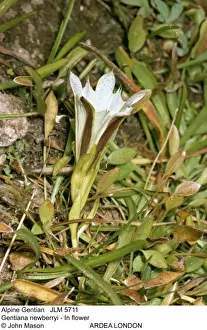 Gentian Prints: Picture No. 10851958