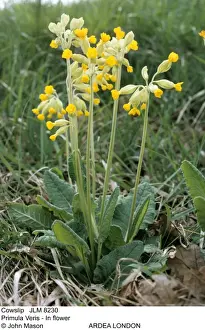 Cowslip Prints: Picture No. 10852019