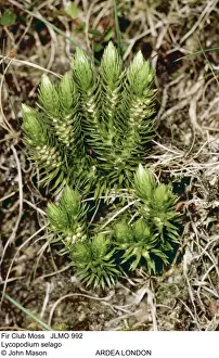 Mosses Prints: Picture No. 10852133