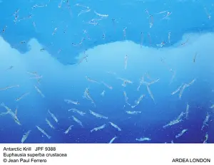 Krill Prints: Picture No. 10852262