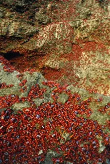 Spawning Prints: Picture No. 10852272