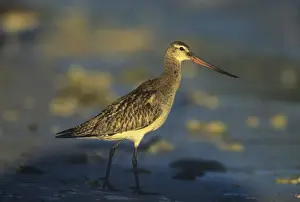 Godwit Prints: Picture No. 10852283
