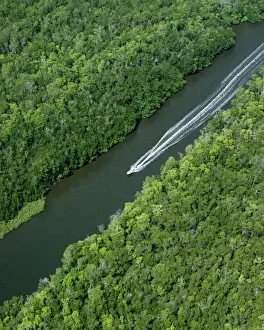 Mangrove Prints: Picture No. 10852284