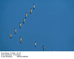 Leadership Prints: Picture No. 10852288