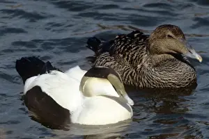 Eider Prints: Picture No. 10852292